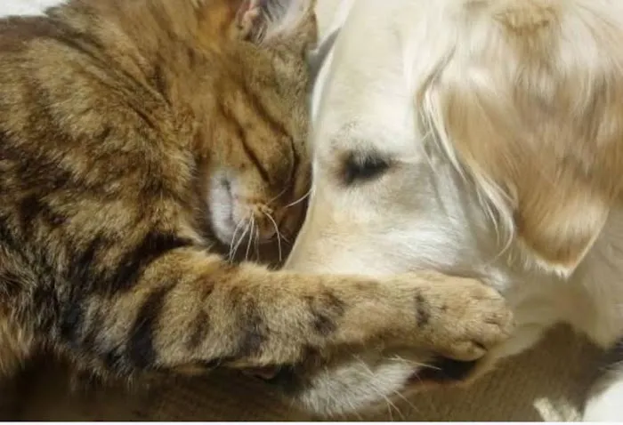 Furry Friends Mobile Vet 12