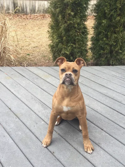 Ramtown Animal Hospital of Howell 12