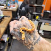Exotic pets and supply by Endless Scales ico