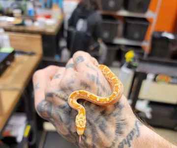 Exotic pets and supply by Endless Scales