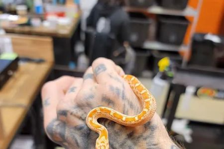 Exotic pets and supply by Endless Scales