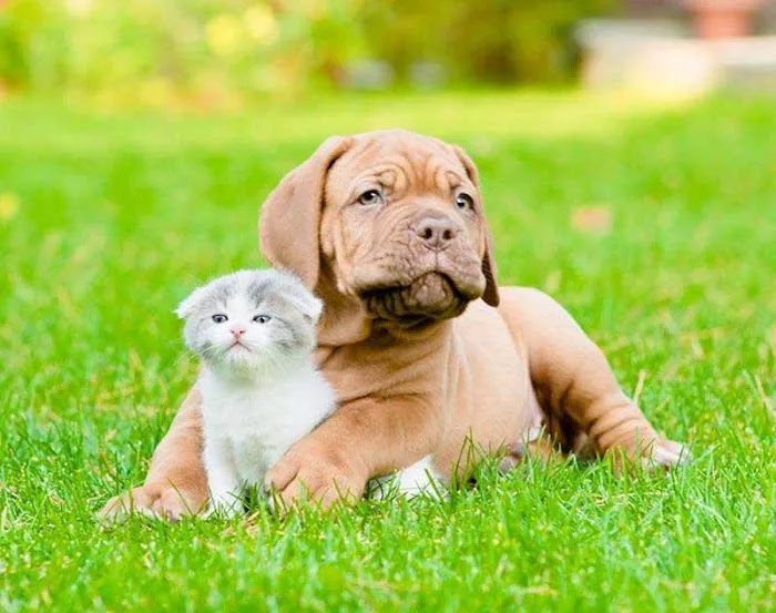 Ramtown Animal Hospital of Howell 12
