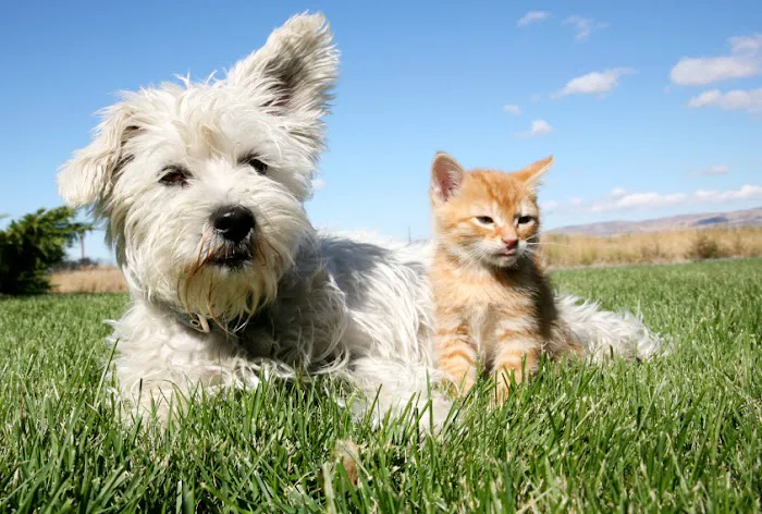 Ramtown Animal Hospital of Howell 12