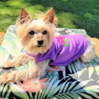 Allenwood Animal Hospital ico