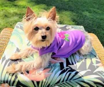 Allenwood Animal Hospital