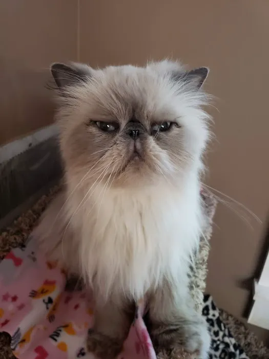 Feline Medical Center 12