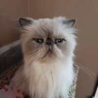 Feline Medical Center ico