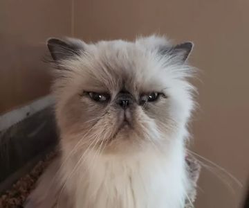 Feline Medical Center