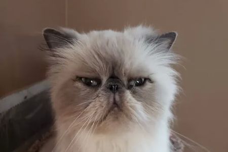 Feline Medical Center