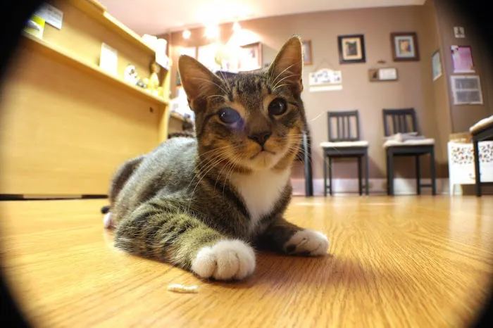 Feline Medical Center 12