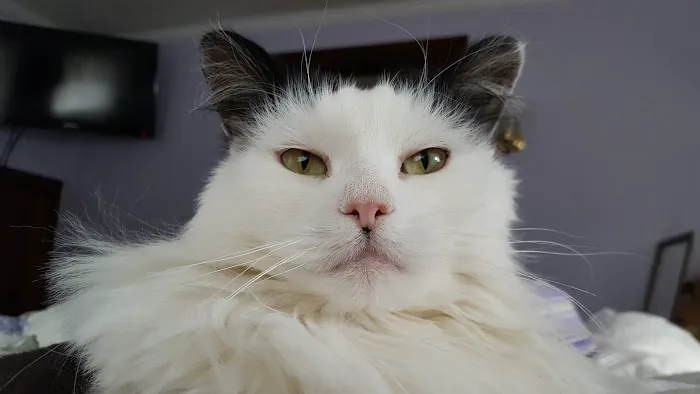 Feline Medical Center 12