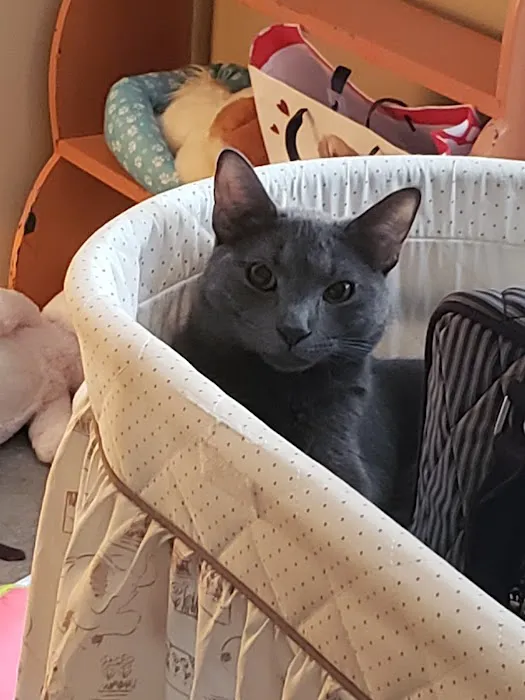 Feline Medical Center 12