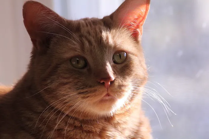 Feline Medical Center 12