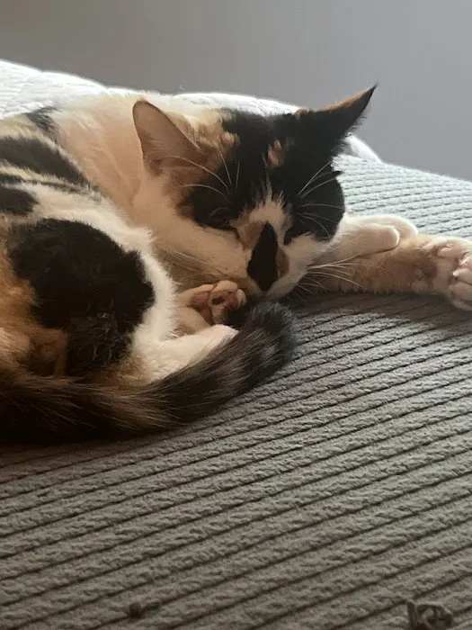 Feline Medical Center 12
