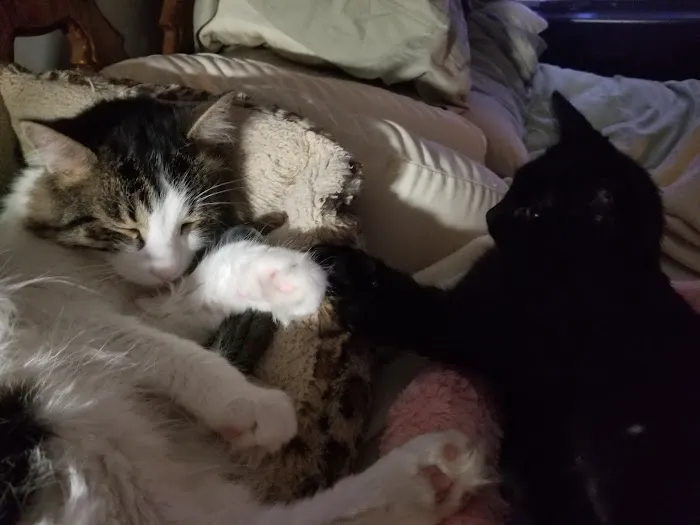 Feline Medical Center 12