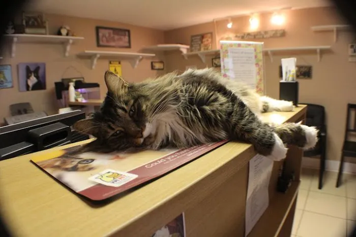 Feline Medical Center 12