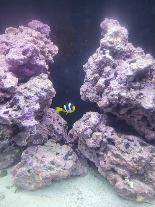 Classic City Aquariums 2
