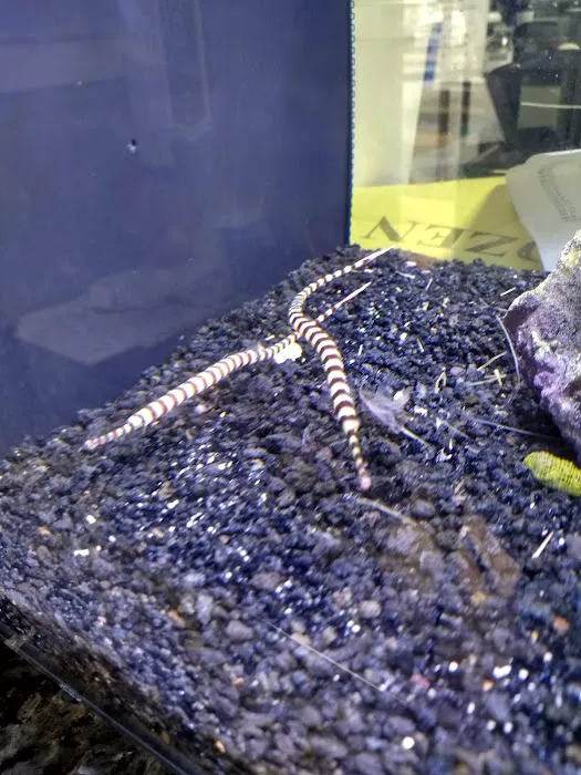Classic City Aquariums 9