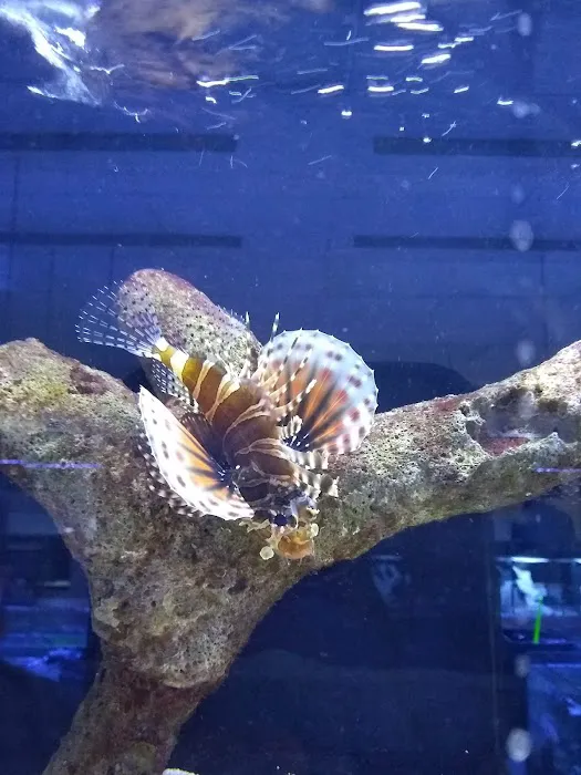 Classic City Aquariums 8