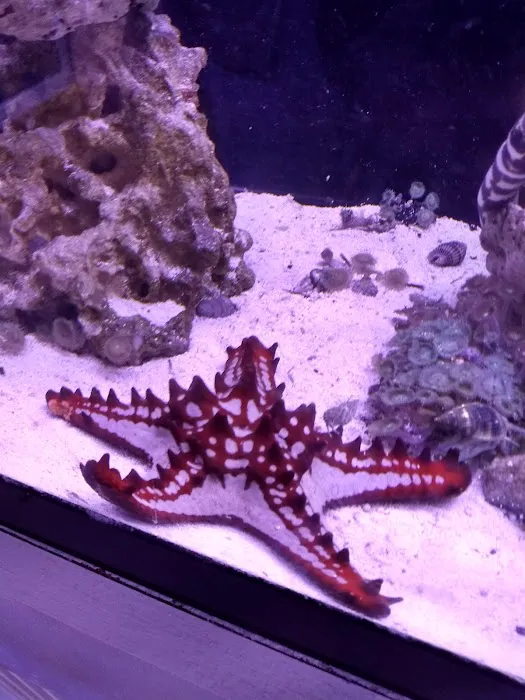 Classic City Aquariums 7