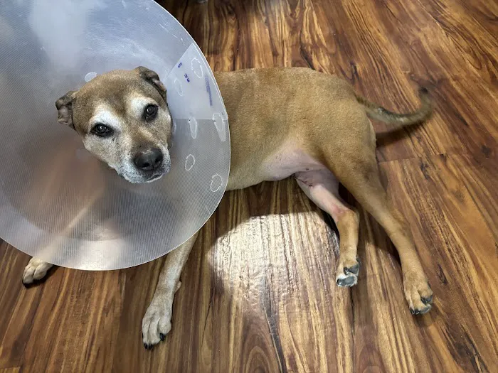 Red Bank Veterinary Hospital (RBVH) - Tinton Falls 12