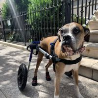 Red Bank Veterinary Hospital (RBVH) - Tinton Falls ico