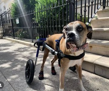 Red Bank Veterinary Hospital (RBVH) - Tinton Falls