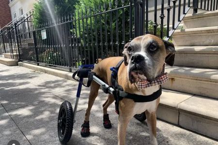Red Bank Veterinary Hospital (RBVH) - Tinton Falls