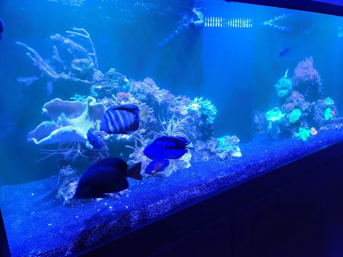 Fish Gallery - Athens 12