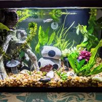 Fish Gallery - Athens ico