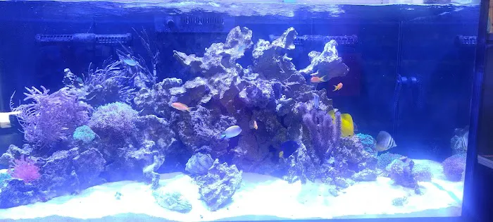 Fish Gallery - Athens 12