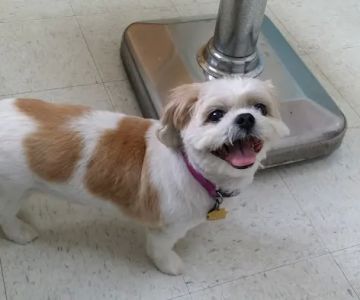 Central Jersey Veterinary Clinic