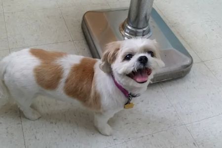 Central Jersey Veterinary Clinic