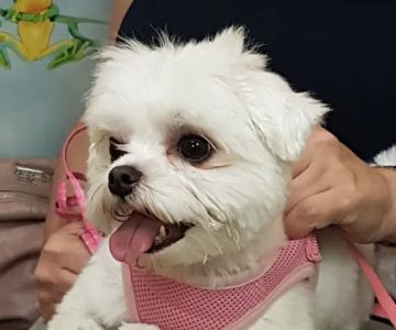Raritan Animal Hospital