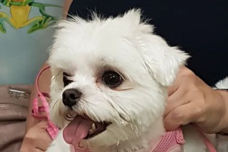 Raritan Animal Hospital