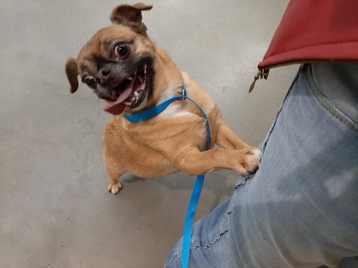 Petco 12