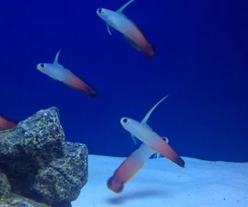 Off The Hook Marine Fish