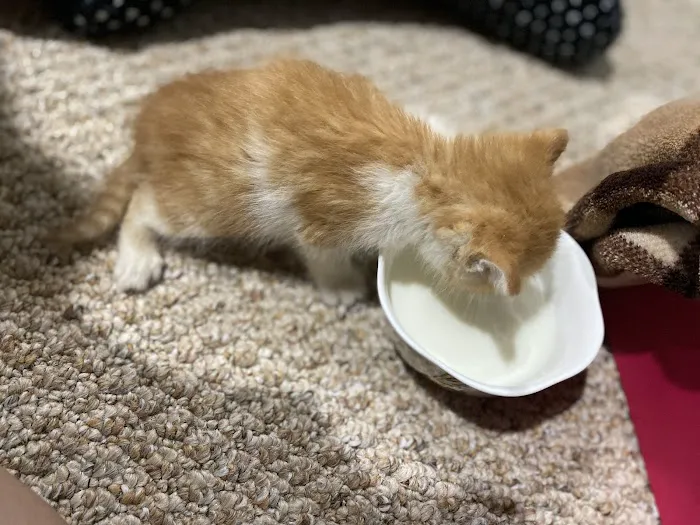 Piscataway Animal Clinic 12