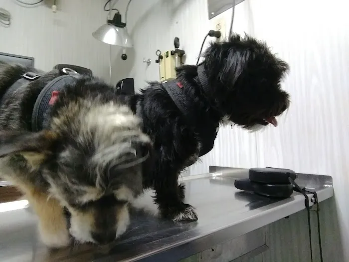Berg Animal Hospital 12