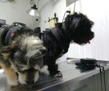Berg Animal Hospital