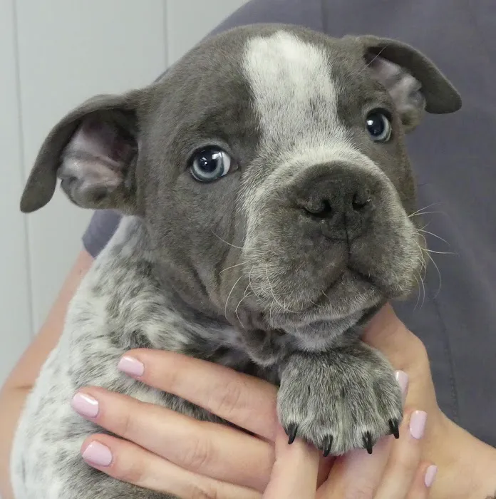 Berg Animal Hospital 12