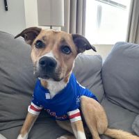 Bridgewater Veterinary Hospital ico