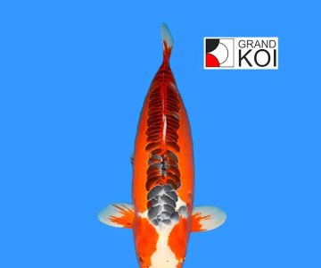 Grand Koi