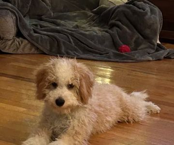 Puppy Station