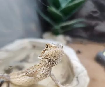 Petco