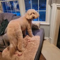 Martinsville Veterinary Hospital ico