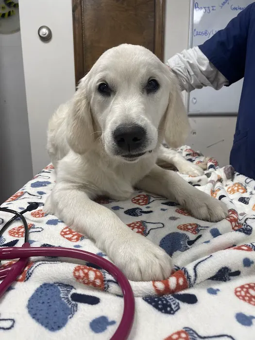 Martinsville Veterinary Hospital 12