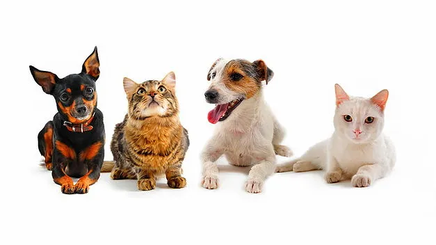 Raritan Valley Veterinary Hospital 12