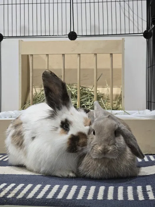Whitehouse Veterinary Hospital 12