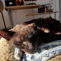 Dr. Craig Little/ Tender Comforts in home Pet Euthanasia ico